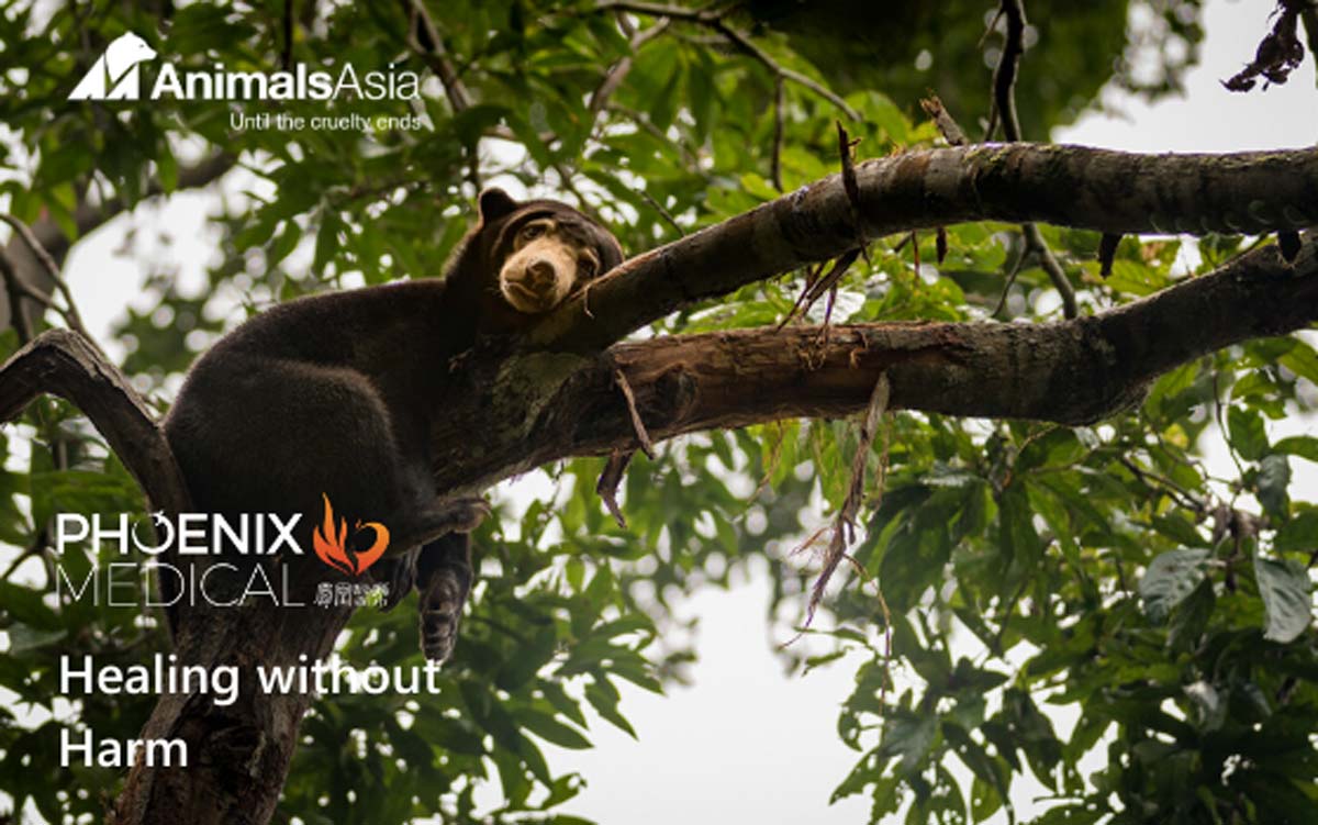 Supporting Animals Asia